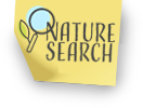Image of a sticky note with an image of an magnifying glass and the words "Nature Search" on it.