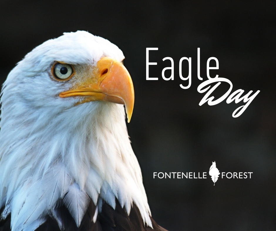 An image of a bald eagle displaying the words "Eagle Day" and overlayed with the Fontenelle Forest logo."