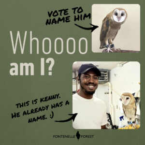 A graphic with an image of an owl and another image of a handler holding an owl overlayed with the words "Whoooo am I?" and the Fontenelle Forest logo. An arrow points to the first image with the words "Vote to name him." An arrow points to the second image with the words "This is Kenny. He already has a name. :)"