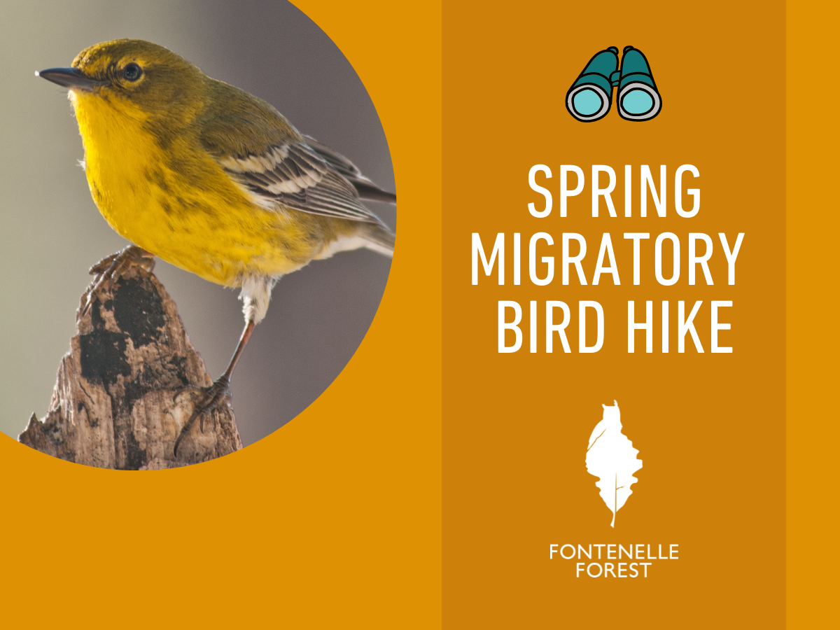 An image of a bird perched on a branch with the words "Spring Migratory Bird Hike," an icon of binoculars, and the Fontenelle Forest logo.