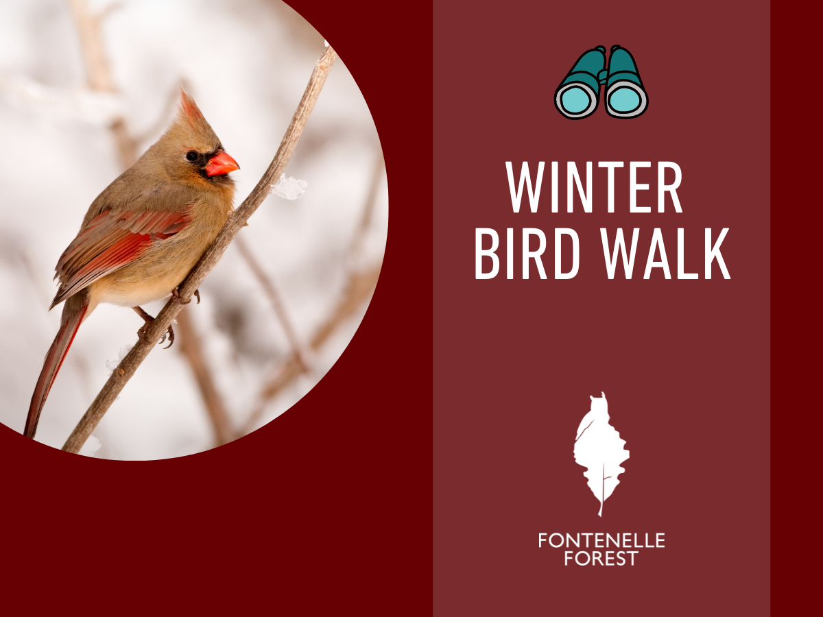 An image of a bird perched on a branch with the words "Winter Bird Walk," an icon of binoculars, and the Fontenelle Forest logo.
