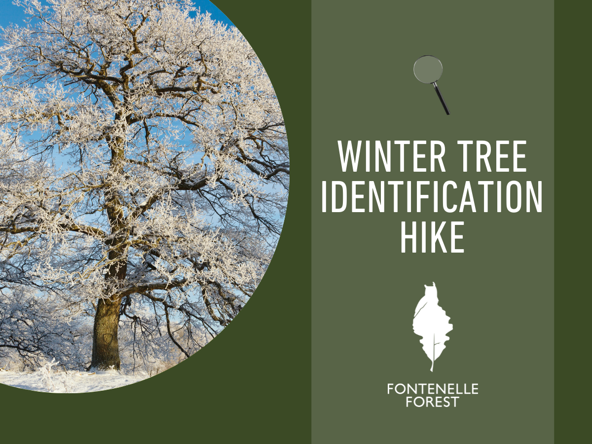 An image of a tree in the snow with the words "Winter tree identification hike" and the Fontenelle Forest logo.
