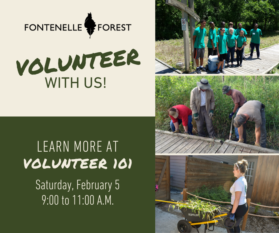 Graphic displaying the Fontenelle Forest logo, the words "Volunteer with Us! Learn more at Volunteer 101 Saturday, February 5 9:00 to 11:00A.M." and three images. The first image is of a group of teens wearing matching green volunteer shirts. The second image is of a group of volunteers repairing the Fontenelle Forest boardwalk. The third image is of a volunteer transporting a wheelburrow of grasses and wild brush.