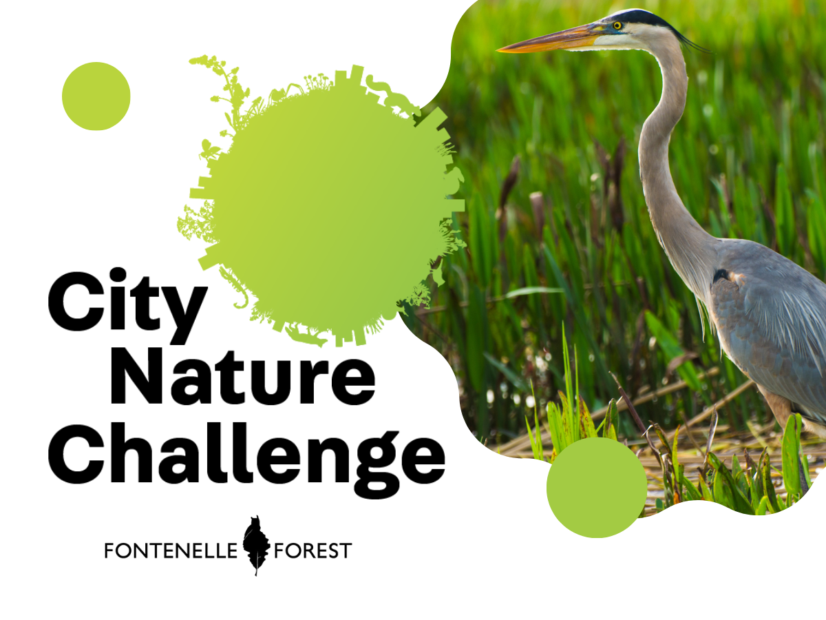 An image of a crane overlaying a white background with light green paint splatters and the words "City Nature Challenge," underscored by the Fontenelle Forest logo.