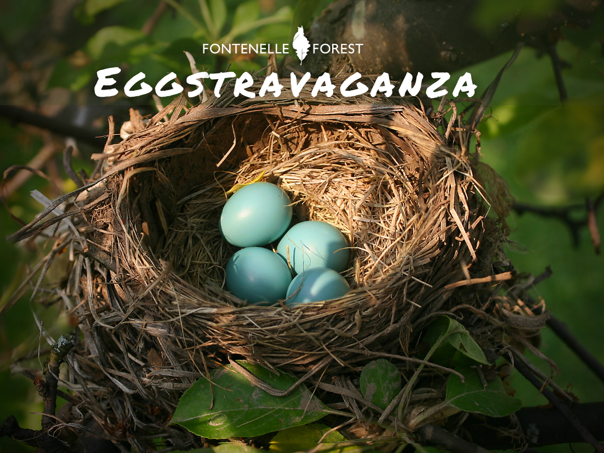 An image of blue eggs in a nest overlayed by the words "Eggstravaganza" and the Fontenelle Forest logo.