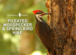 An image of a woodpecker overlayed by the words "Pileated Woodpecker & Spring Bird Hike" and the Fontenelle Forest logo.
