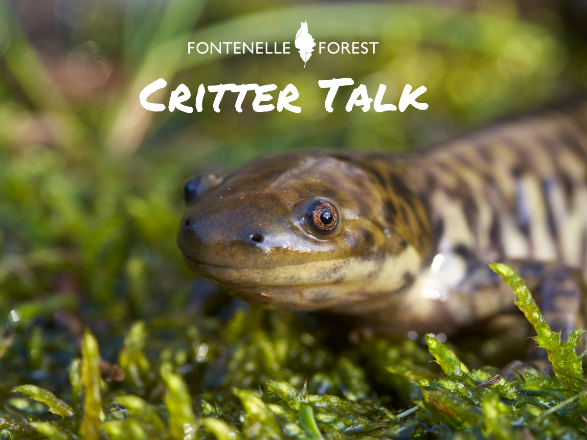 An image of a small amphibian with the words "Critter Talk" and the Fontenelle Forest logo.