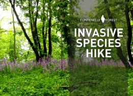 An image of trees and flowers overlayed by the words "Invasive Species Hike" and the Fontenelle Forest logo.