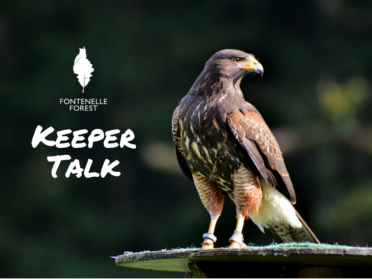 A picture of a raptor overlayed by the Fontenlle Forest logo and the words "Keeper Talk."