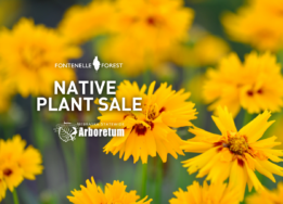 An image of yellow flowers overlayed by the Fontenelle Forest logo and the words "Native Plant Sale" and  "Nebraska Statewide Aboretum."