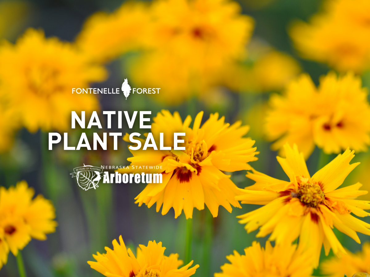 An image of yellow flowers overlayed by the Fontenelle Forest logo and the words "Native Plant Sale" and  "Nebraska Statewide Aboretum."