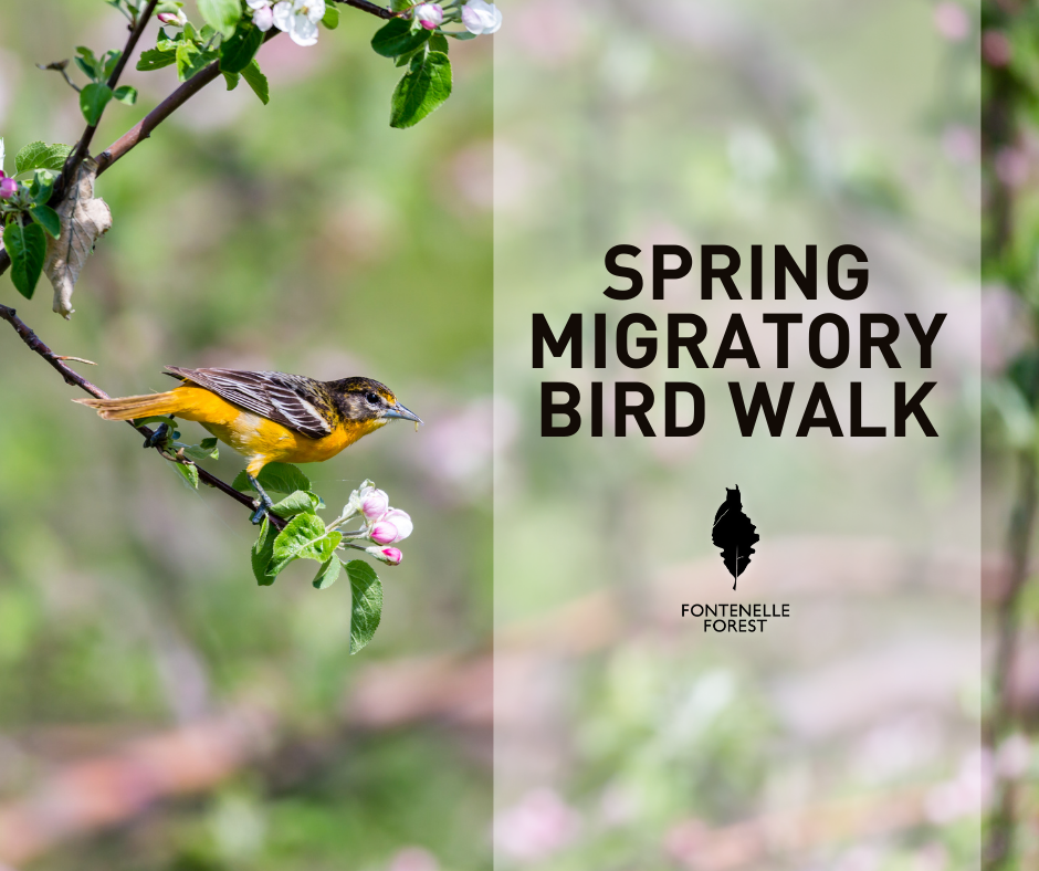 An image of a bird perched on a tree branch overlayed with the words "Spring Migratory Bird Walk" and the Fontenelle Forest logo.