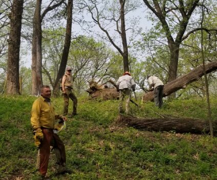 An image of people working to clean up fallen trees.