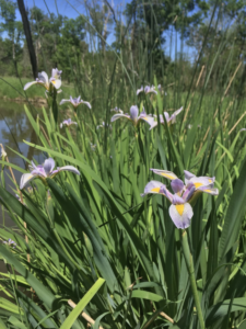 An image of Blue Flag Iris.