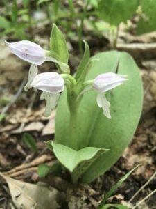 An image of Showy Orchis Orchid.