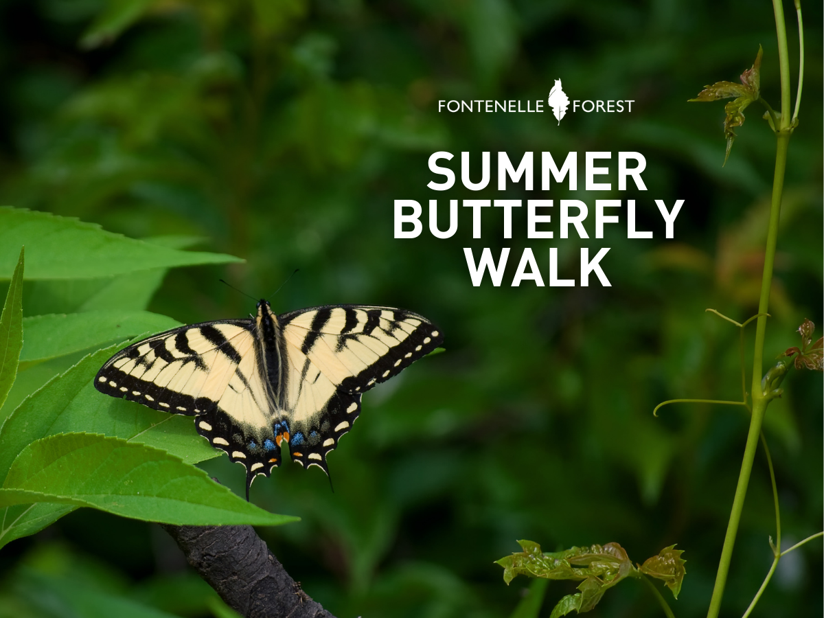 A picture of a butterfly on a leaf overlayed by the words "Summer Butterfly Walk" and the Fontenelle Forest logo.