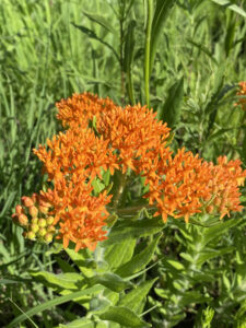 An image of Butterfly Milkweed.
