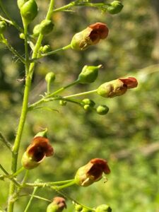An image of Eastern figwort.