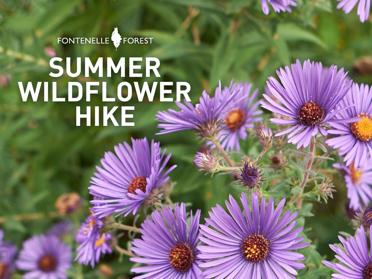 An image of New England asters overlayed by the words "Summer Wildflower Hike" and the Fontenelle Forest logo.