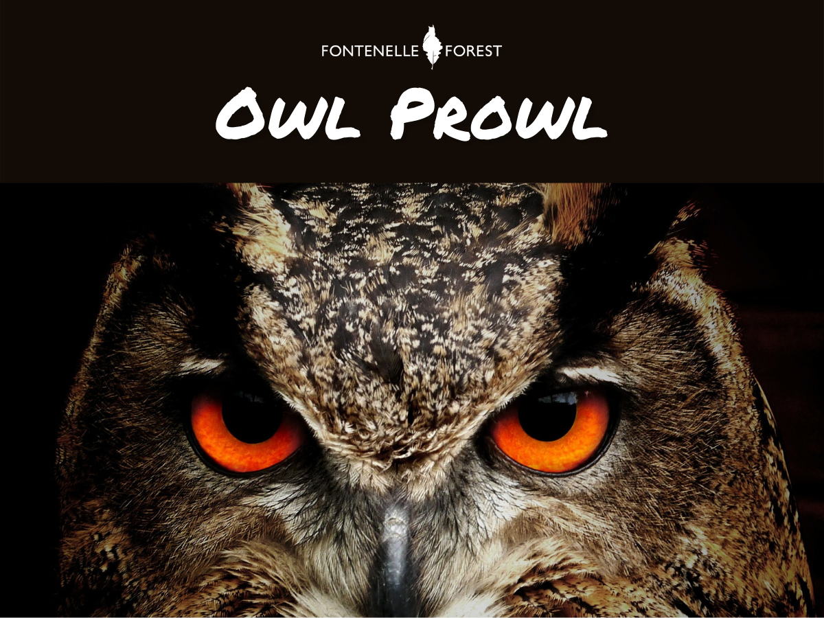 Zoomed in image of an owl overlayed by the words "Owl Prowl," and the Fontenelle Forest logo.