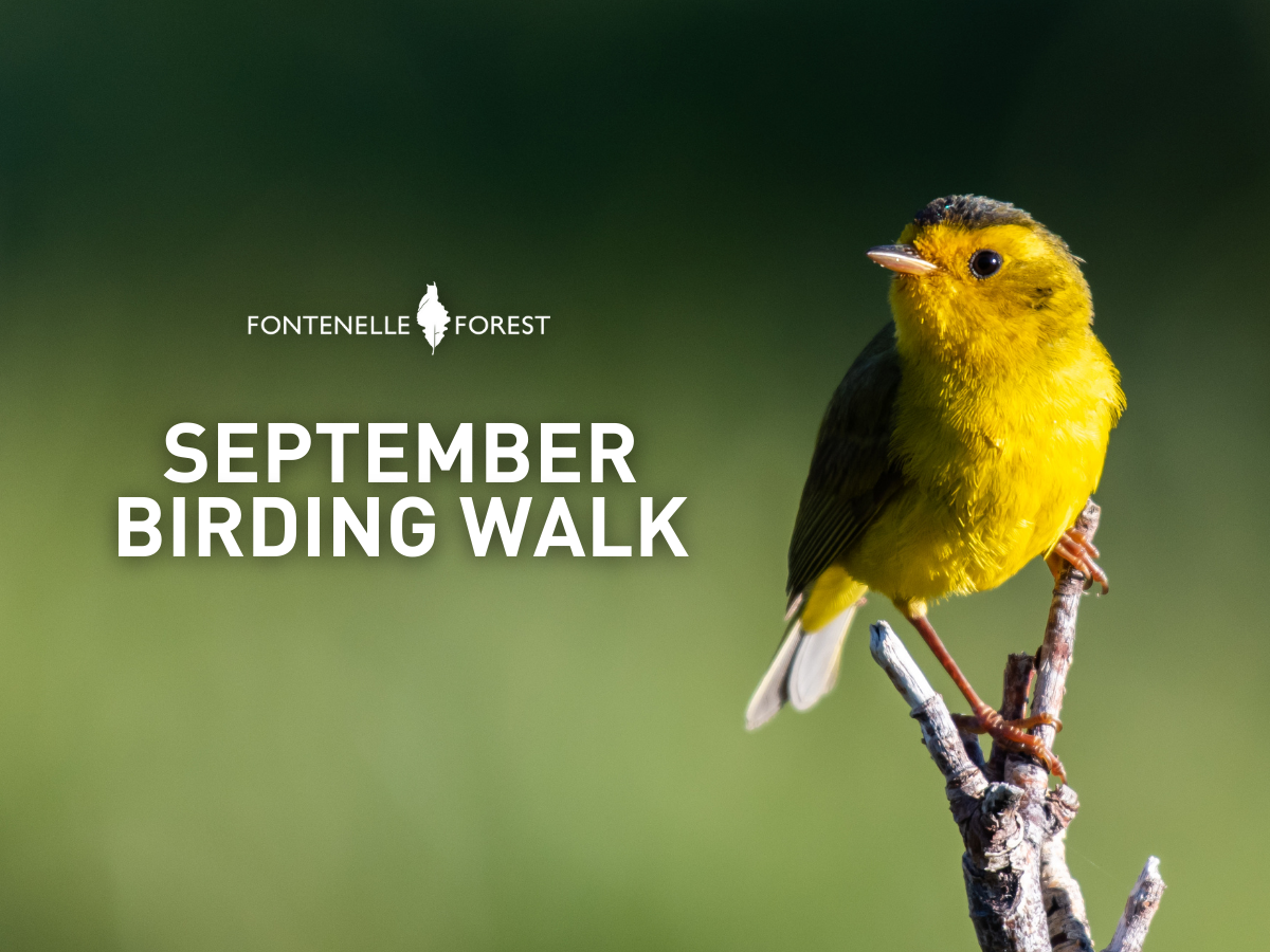 An image of a bird perched on a branch overlayed by the words "September Birding Walk," and the Fontenelle Forest Logo.