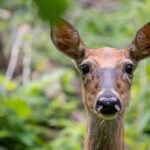 A picture of a deer staring into the camera.