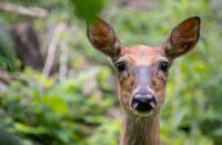A picture of a deer staring into the camera.