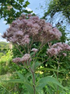 An image of Spotted joe pye weed.