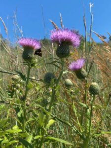 An image of Tall thistle.