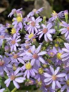 An image of Arrow leaf aster.