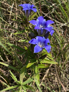 An image of Downy gentian.