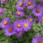 An image of New England aster.
