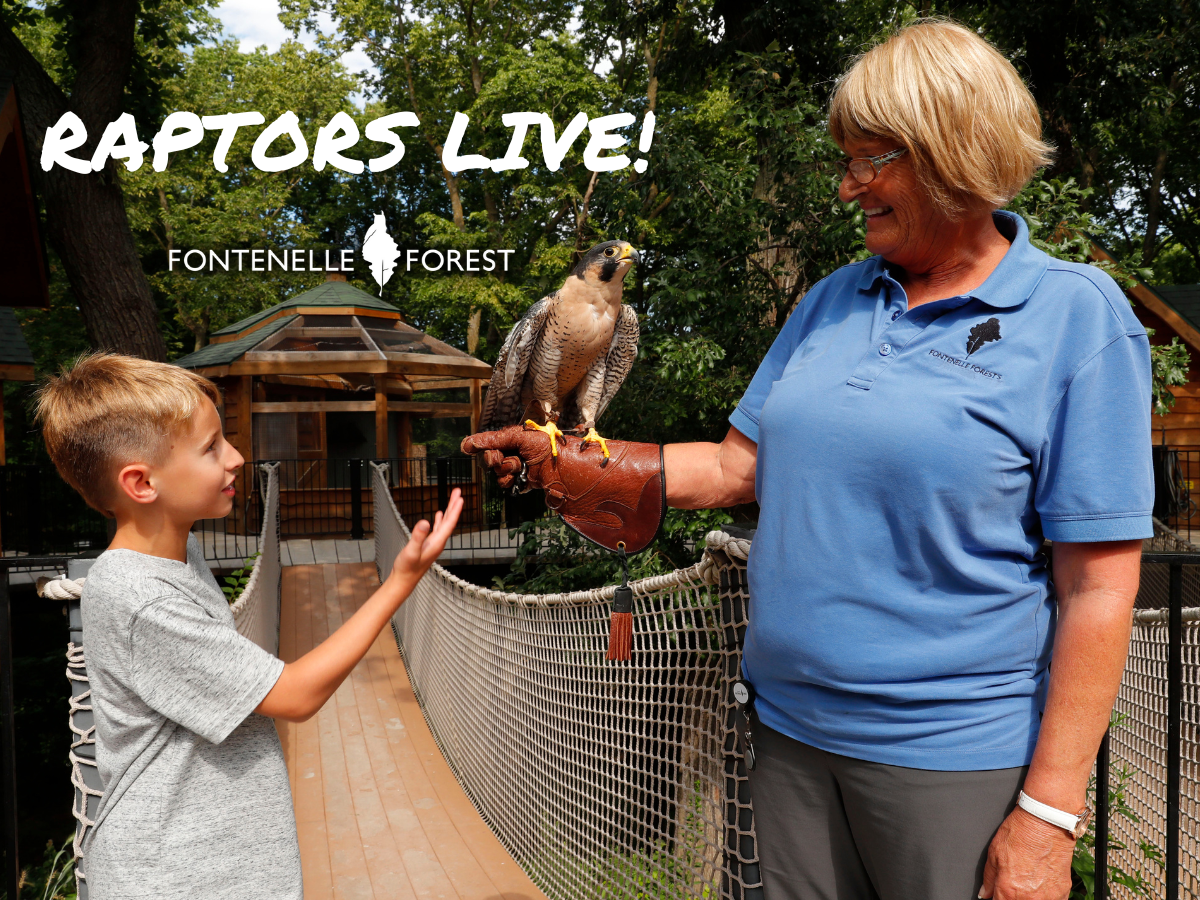 A picture of Fontenelle Forest associate holding a raptor out on her arm with a young boy watching curiously overlayed by the words "Raptors Live!" and the Fontenelle Forest logo.