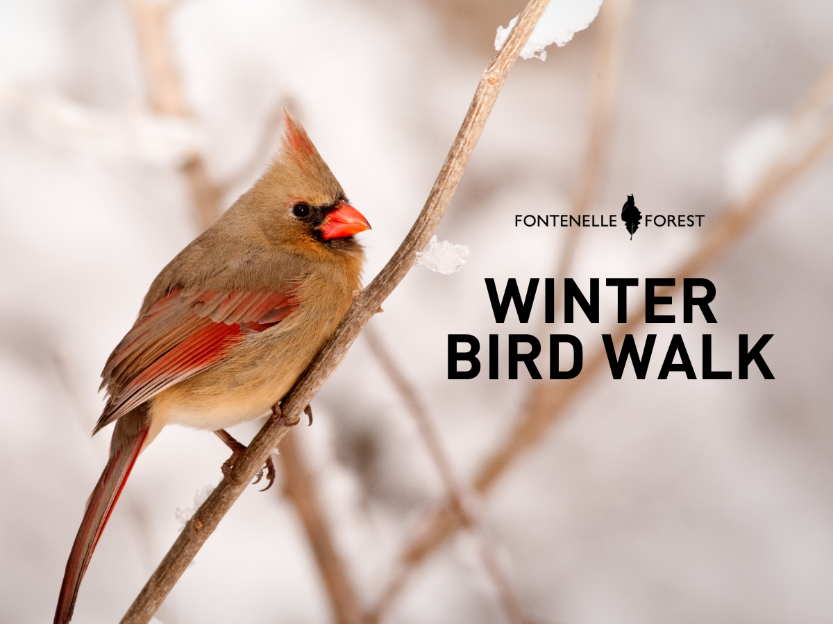 An image of a bird sitting on a snowy branch overlayed by the words "Winter Bird Walk" and the Fontenelle Forest logo.