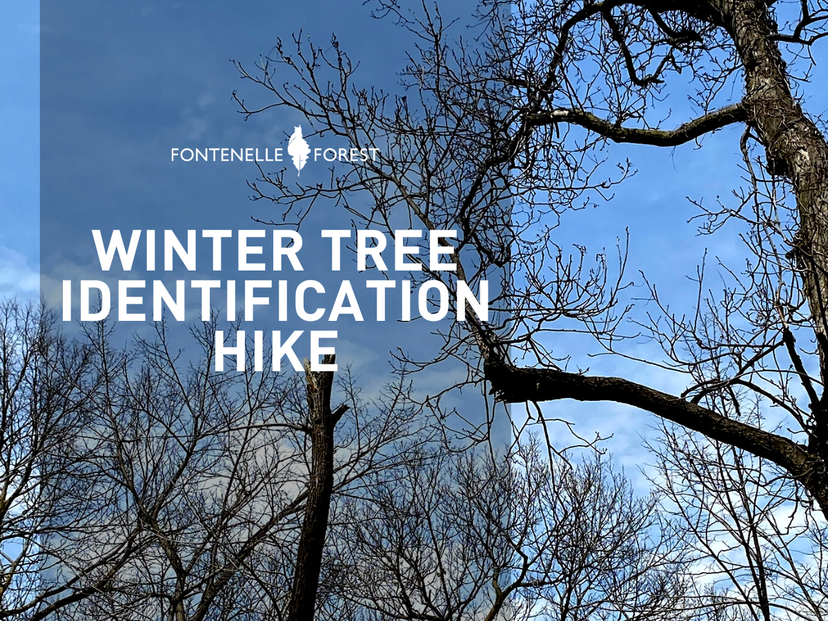 An image of trees against a blue winter sky overlayed by the words "Winter Tree Identification Hike" and the Fontenelle Forest logo.
