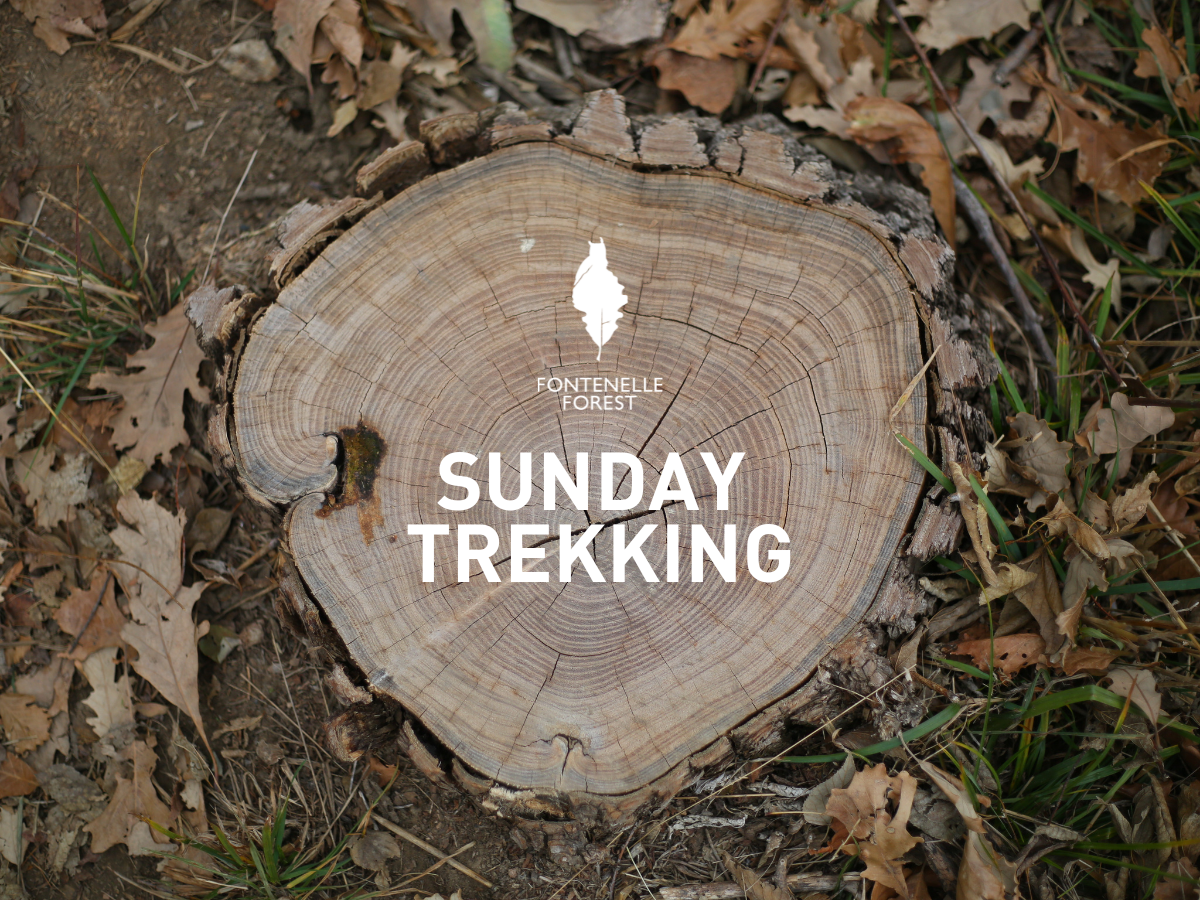 An image of a tree stump surrounded by leaves and overlayed with the Fontenelle Forest logo and the words "Sunday Trekking."