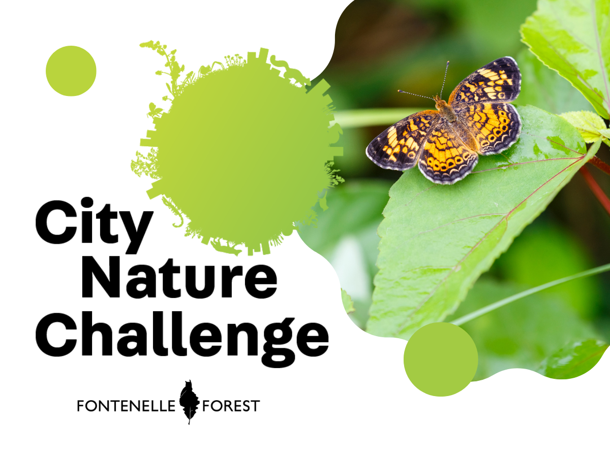 A scalloped image of an orange and black butterfly sitting on a leaf overlaying a white background with light green paint splatters and the words "City Nature Challenge," underscored by the Fontenelle Forest logo.