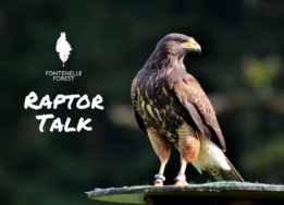 A picture of a raptor overlayed by the Fontenlle Forest logo and the words "Raptor Talk."