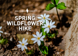 A picture of white flowers growing in the dirt overlayed with the Fontenelle Forest logo and the words "Spring Wildflower Hike."