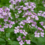 A picture of Dames Rocket (Hesperis matronalis), a long-stemmed invasive gardening plant with small violet flowers.