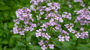 A picture of Dames Rocket (Hesperis matronalis), a long-stemmed invasive gardening plant with small violet flowers.