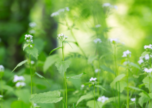 A picture of Garlic Mustard (Alliaria petiolate), a long-stemmed invasive plant with small white flowers sprouting from the top of its stem.