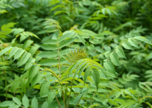 A picture of Tree of Heaven (Ailanthus altissima), a long-stemmed, leafy invasive plant.