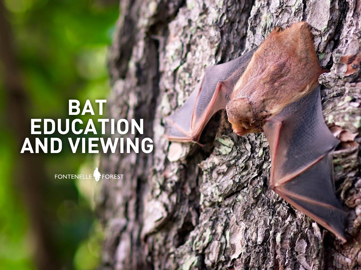 A bat on a tree trunk with the words "Bat education and viewing"
