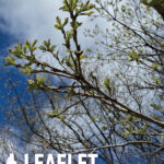 The Fontenelle Forest's spring 2023 edition of their quarterly newsletter, Leaflet. The cover depicts a tree limb scattered with leaves overlayed by the Fontenelle Forest logo, the title Leaflet, and the words "Fontenelle Forest News | Spring 2023."