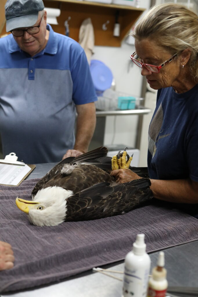 Denise Lewis, Director of Programs, and Bob Wells, raptor volunteer, inspects a bald eagle’s talons during its annual physical examination. 