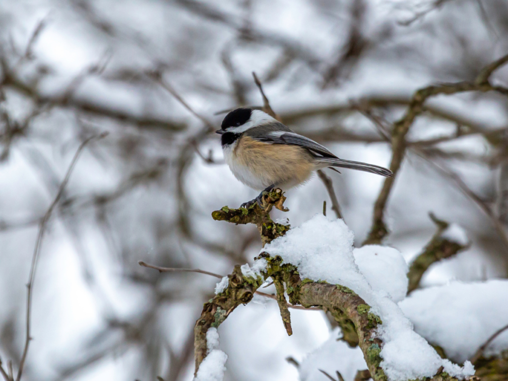 A black-capped chickadee sitting on a branch with snow on it. 