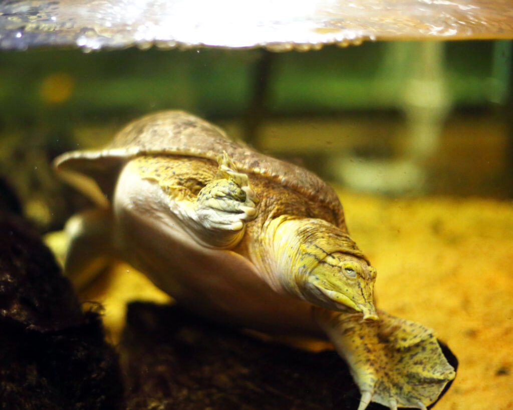 A soft shelled turtle swimming in large tank